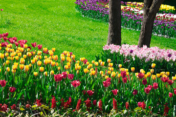Tulips blooming flowers field, green grass lawn in beautiful spring garden. In the backlight warm sunbeam light. Springtime concept.