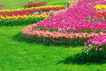 Tulips blooming flowers field, green grass lawn in beautiful spring garden. In the backlight warm...