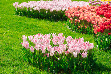 Tulips blooming flowers field, green grass lawn in beautiful spring garden. In the backlight warm...