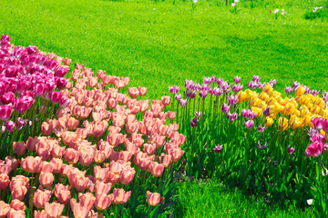 Tulips blooming flowers field, green grass lawn in beautiful spring garden. In the backlight warm...