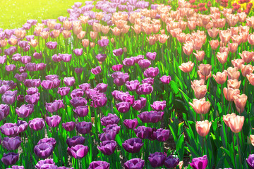 Tulips blooming flowers field, green grass lawn in beautiful spring garden. In the backlight warm...