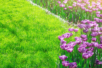 Tulips blooming flowers field, green grass lawn in beautiful spring garden. In the backlight warm...