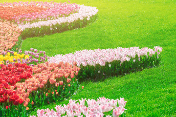Tulips blooming flowers field, green grass lawn in beautiful spring garden. In the backlight warm...