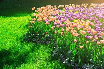 Tulips blooming flowers field, green grass lawn in beautiful spr
