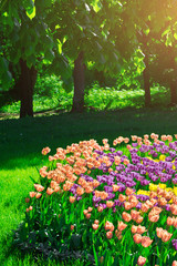 Fototapeta premium Tulips blooming flowers field, green grass lawn in beautiful spring garden. In the backlight warm sunbeam light. Springtime concept.