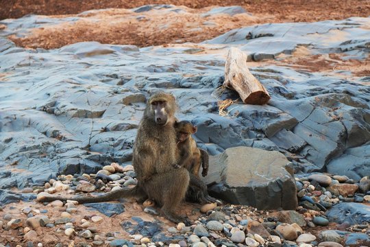Babbuini in Sudafrica