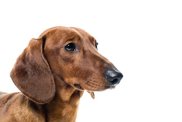short red Dachshund Dog, hunting dog, isolated over white background