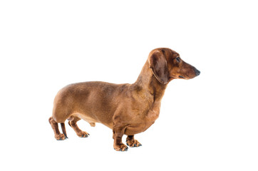 short red Dachshund Dog, hunting dog, isolated over white background