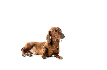 short red Dachshund Dog, hunting dog, isolated over white background