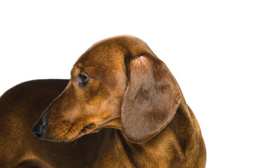 short red Dachshund Dog, hunting dog, isolated over white background