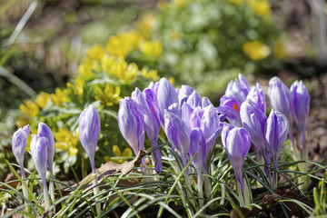 Close-up of saffron flowers. Macro greenery background with violet crocuses. Shallow depth of field