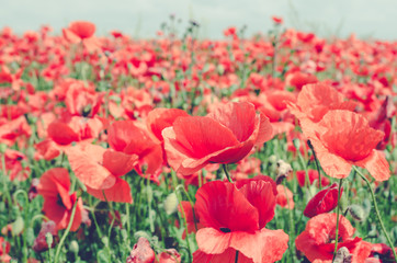 wild red poppy field