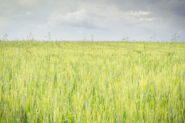 spring wheat field