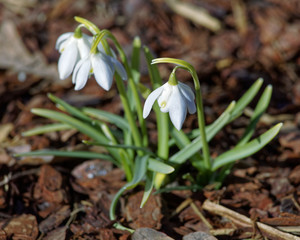 Glade with white snowdrops in the spring. Shallow depth of field