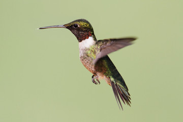 Fototapeta premium Ruby-throated Hummingbird (archilochus colubris)