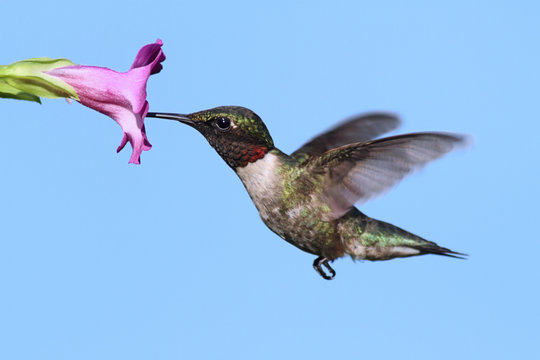 Male Ruby-throated Hummingbird (archilochus colubris)