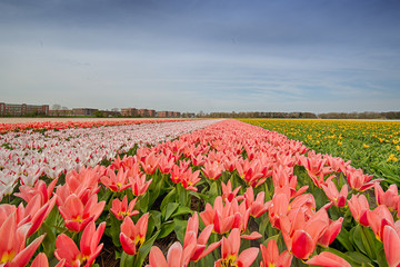 Dutch flowers