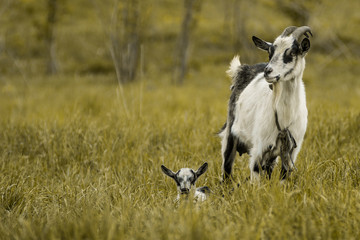 Naklejka premium goat kid green grass pasture White black