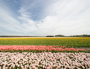 Dutch flowerfield
