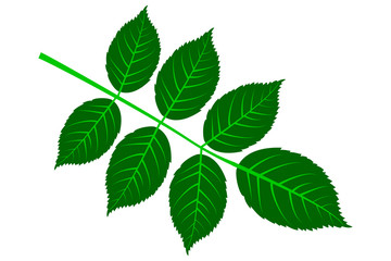 Naklejka na ściany i meble walnut - leaf vector illustration ,