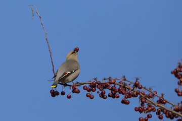 Cedar Waxwing in winter 