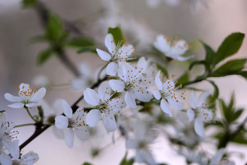 White sakura flower blossoming as natural background on blurred backdrop