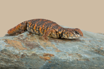 Saharan Spiny Tailed Lizard (Uromastyx geyri)/Uromastyx Geyri lizard basking on rock