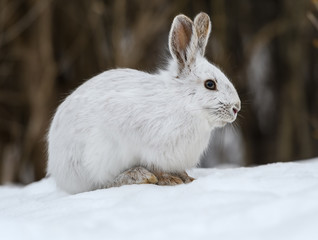 White Snowshoe Hare Portrait in Early Spring