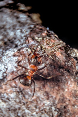 Red wood ant