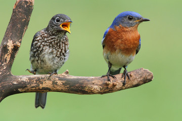 Male Eastern Bluebird With Baby