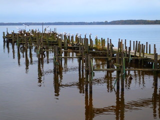 Molo i ptaki © Miroslaw