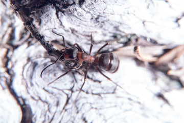 Red wood ant