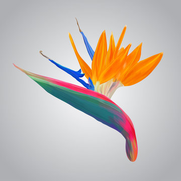 tropical flower isolated
