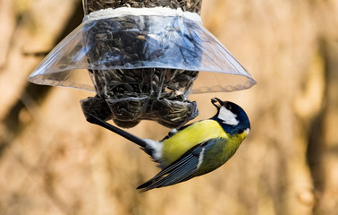 Fototapeta premium Sikora bogata w karmniku dla ptaków biorąca nasiona słonecznika