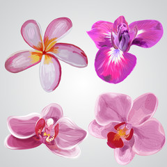 Fototapeta na wymiar Set of flowers. Plumeria,iris, orchid. Vector