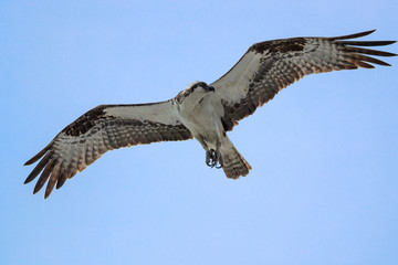 Osprey,  —also called Fish eagle, Sea hawk, River hawk, and fish hawk—is a diurnal, fish-eating bird of prey.