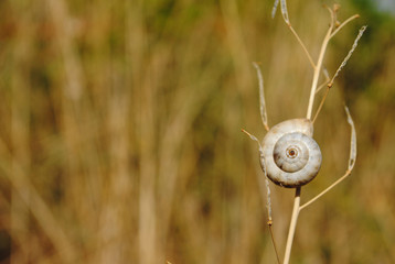  spiral and background