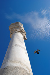antique column and dove in the sky