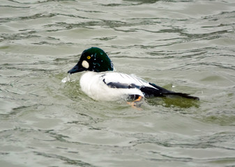 Common Goldeneye Drake