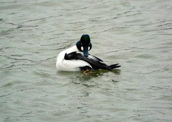 Common Goldeneye Drake