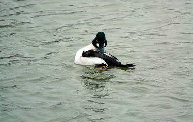 Common Goldeneye Drake