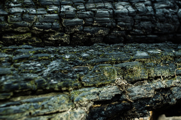 Grunge. Burned wood texture. Black background