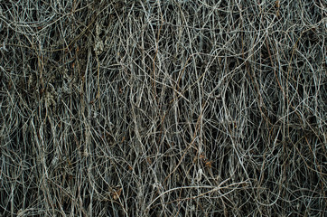 Dry branches grapevine, on the texture, background