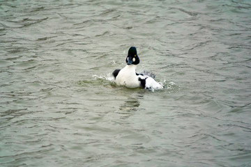 Common Goldeneye Drake
