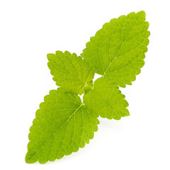 Fresh mint leaves isolated on white background. © gitusik