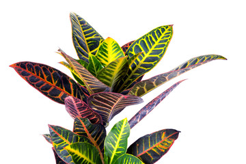 Colorful growing croton homeplant on a white background. © dariaren