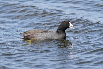 American Coot (Fulica americana)