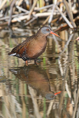 Virginia Rail (Rallus limicola)