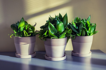 Three homeplants of sanseviera in pots on gray table.