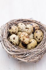 Obraz premium Quail eggs of birds nest. Easter composition.